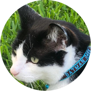 Cat Collars - Leashes - Harnesses