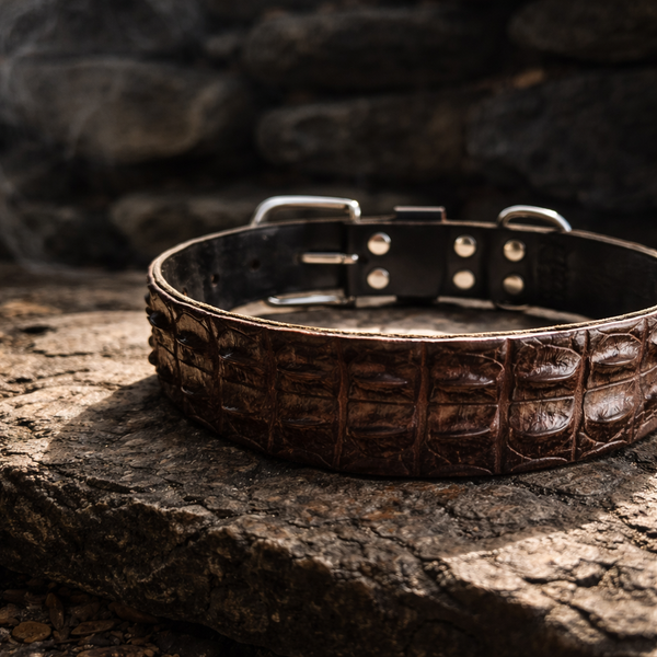 Crocodile Leather Dog Collar - Top Croc NT