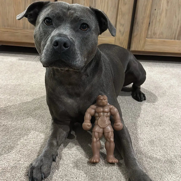 Staffy Balboa - Happy Staffy Co