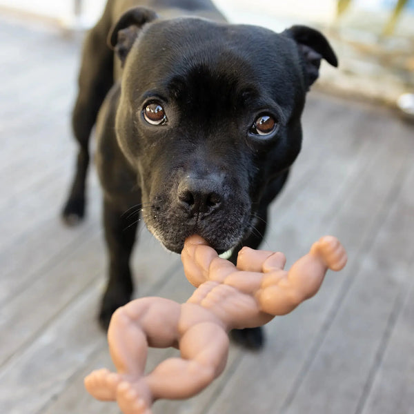 Staffy Schwarzenegger - Happy Staffy Co
