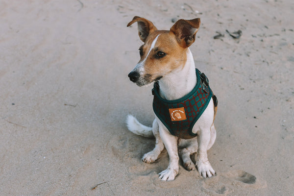 Designer Dog Harness by Explore with Paws