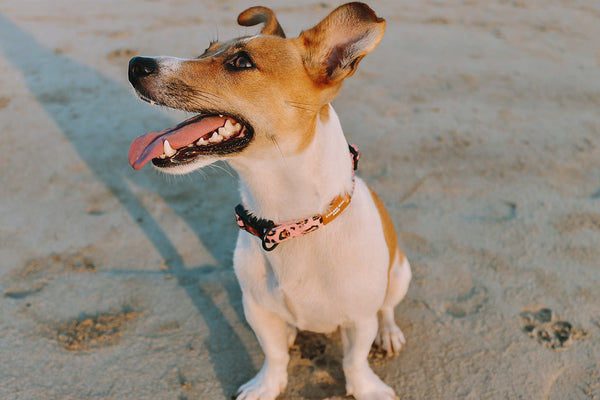 Designer Dog Collars by Explore with Paws