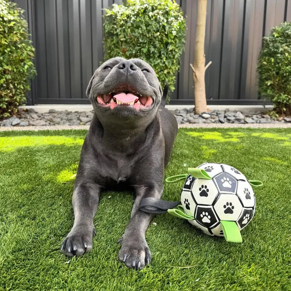 Ronaldog Soccer Ball - Happy Staffy Co