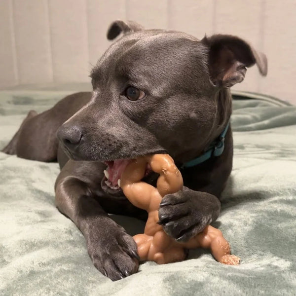 Staffy Balboa - Happy Staffy Co