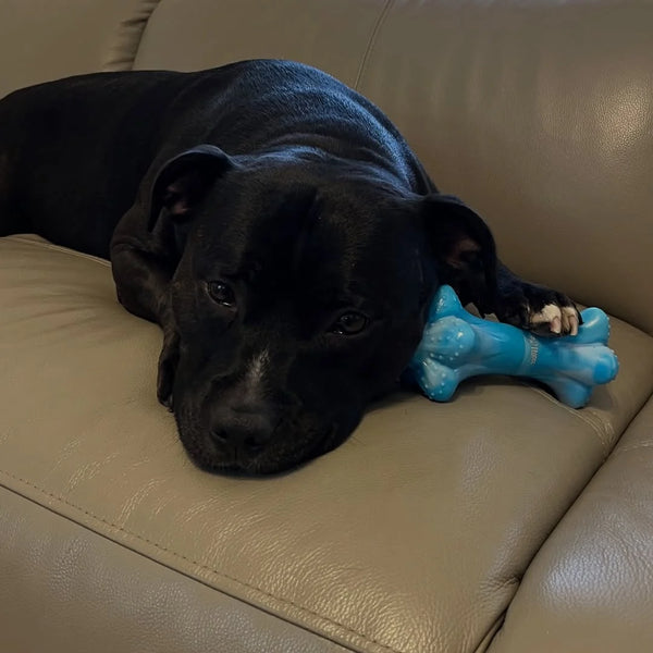 Chewzilla Musical Bone - Happy Staffy Co