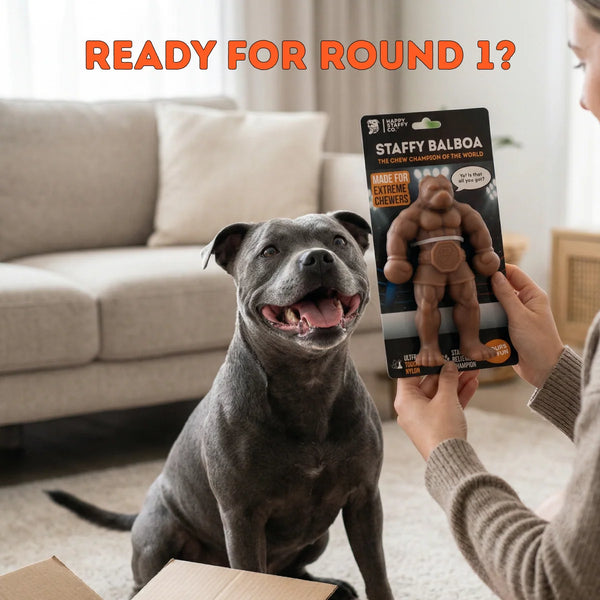 Staffy Balboa - Happy Staffy Co