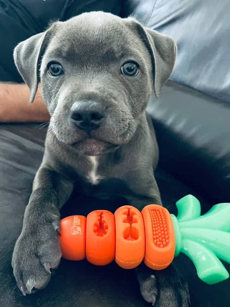 Chomp Carrot