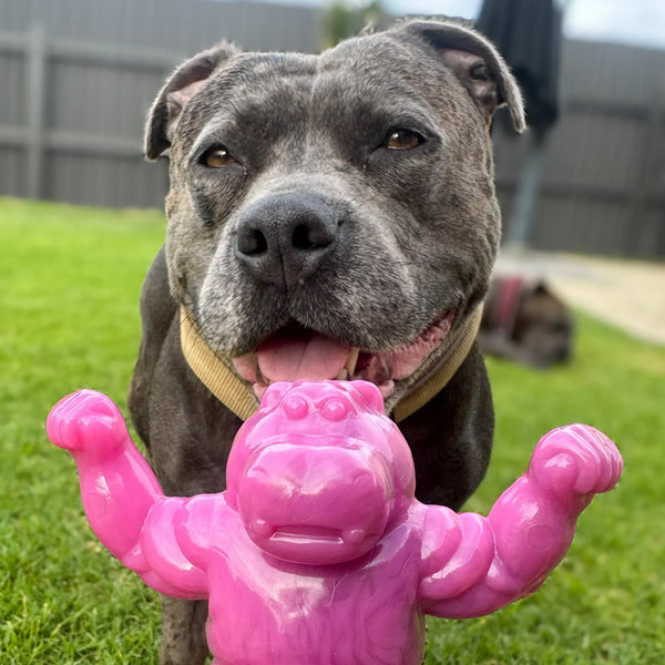 Chomp-o-potamus - Happy Staffy Co