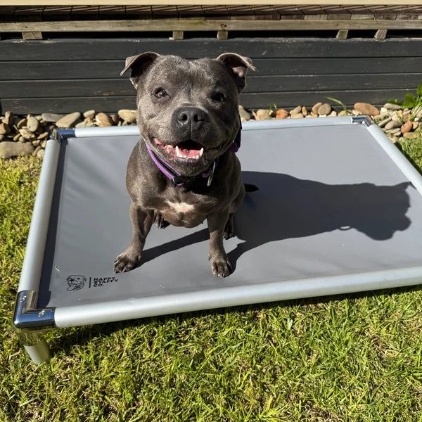 Chew-Proof Outdoor Dog Bed - Happy Staffy Co