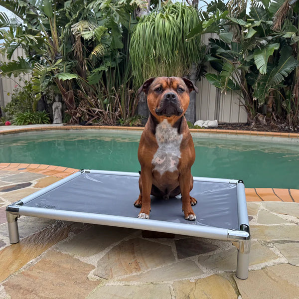 Chew-Proof Outdoor Dog Bed - Happy Staffy Co