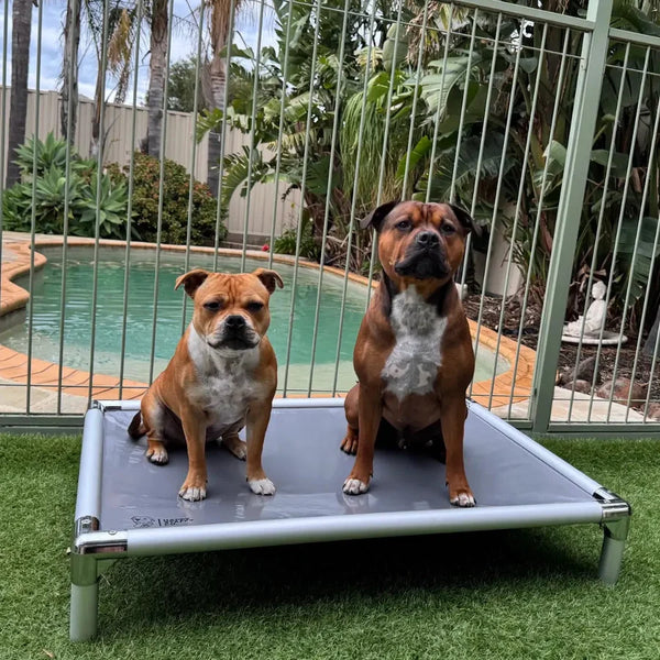 Chew-Proof Outdoor Dog Bed - Happy Staffy Co