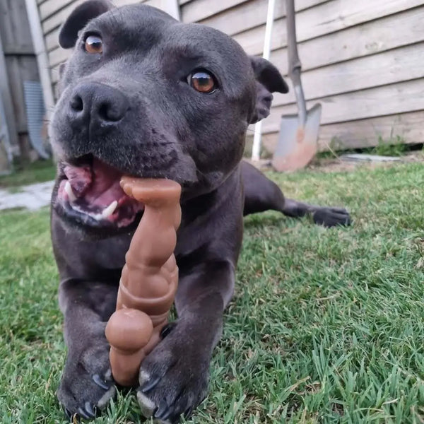 Staffy Balboa - Happy Staffy Co
