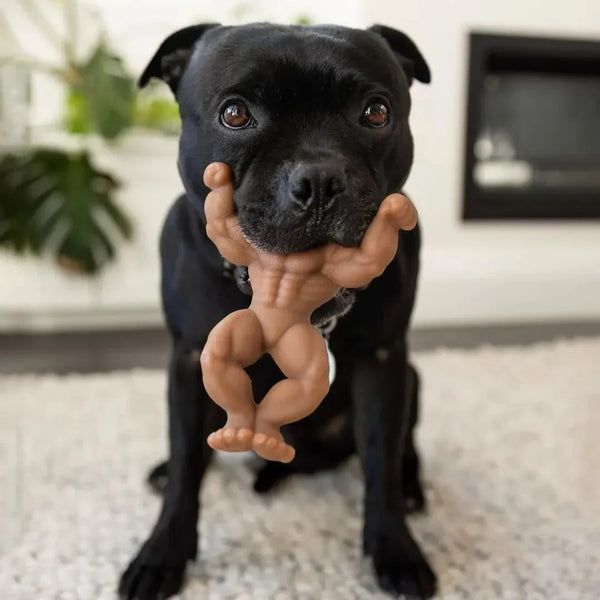 Staffy Schwarzenegger - Happy Staffy Co