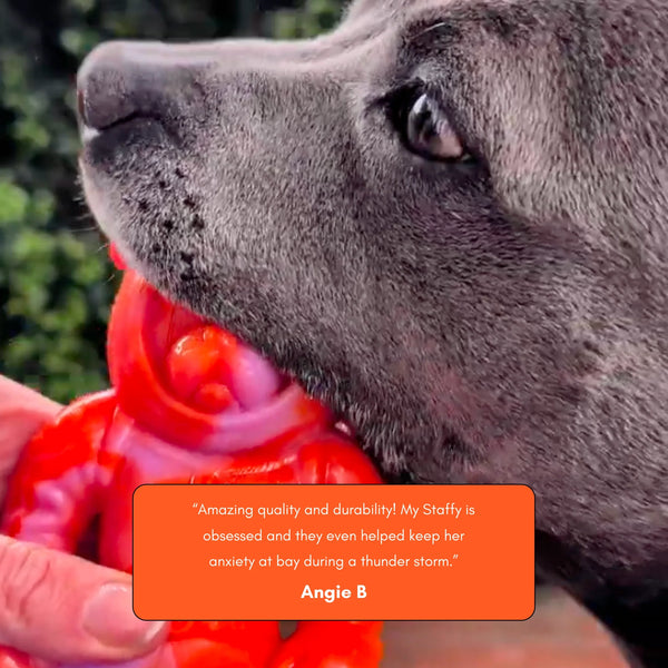 Astro Pup - Happy Staffy Co