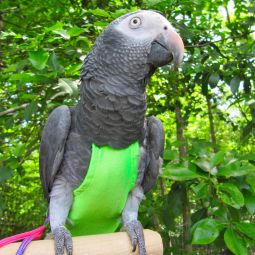 Bird Featherwear Flightsuit Harness & Diaper by Avian Fashions