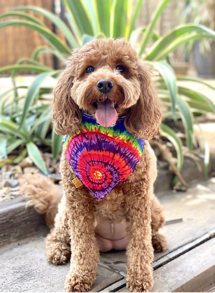 #8 To Dye For Reversible Pet Bandana - Octavia's Pup Shop